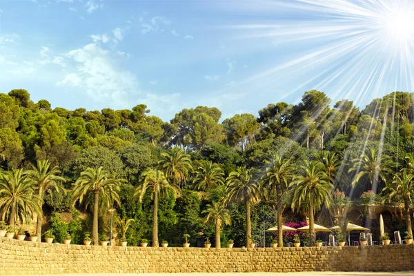 Palmera en el parque mural de Güell. Monumento de Barcelona, España . —  Fotos de Stock