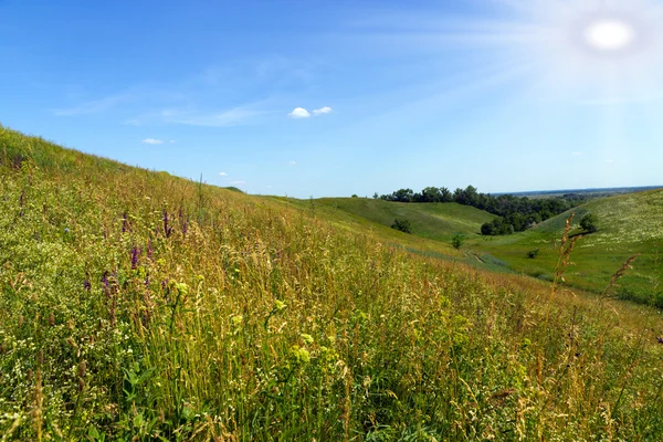 Erba prato natura — Foto Stock