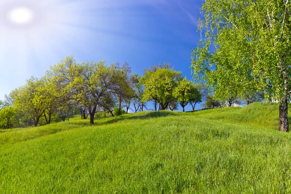 Green meadow background Royalty Free Stock Photos