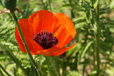 haşhaş flowerses arka plan