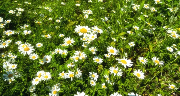 Daisywheels flowerses pozadí — Stock fotografie