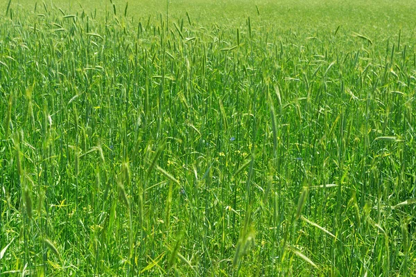 Grüner Weizen — Stockfoto