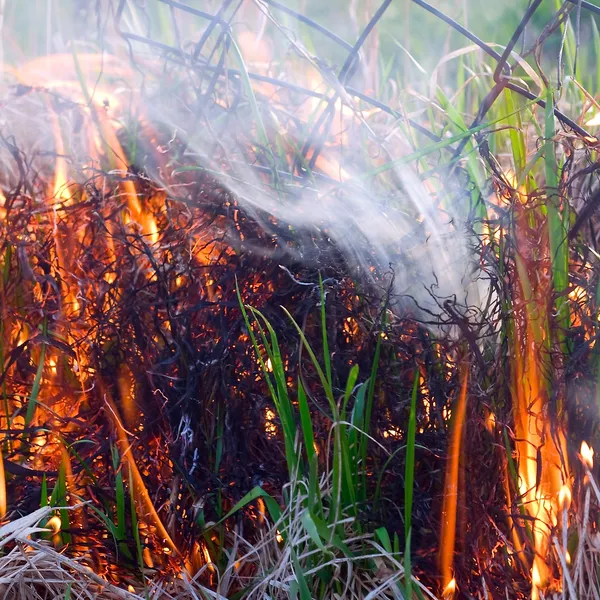 Ogień suszy — Zdjęcie stockowe