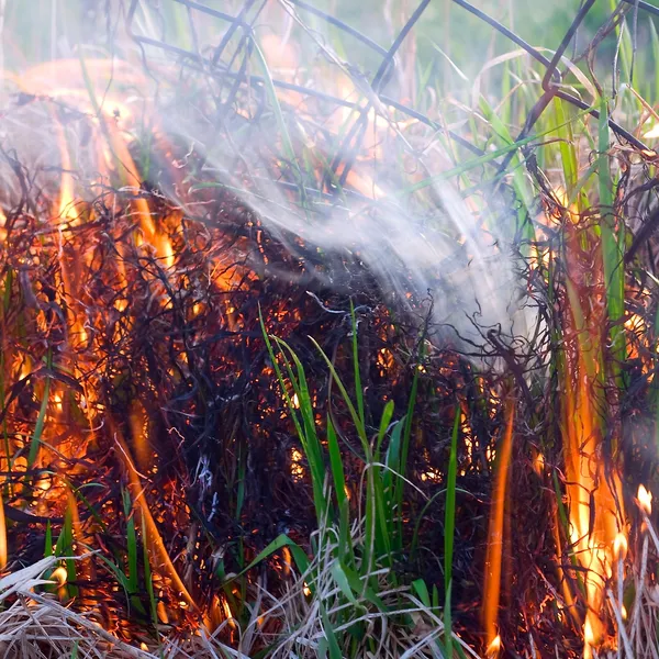 Feuerdürre — Stockfoto