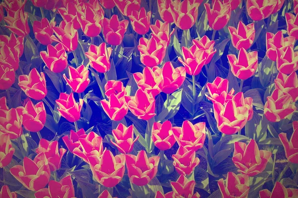 Grunge tulipány pole — Stock fotografie