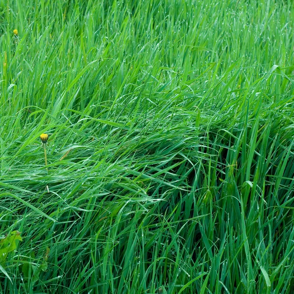 Grünes Gras — Stockfoto