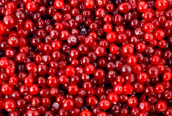 Cranberry — Stockfoto