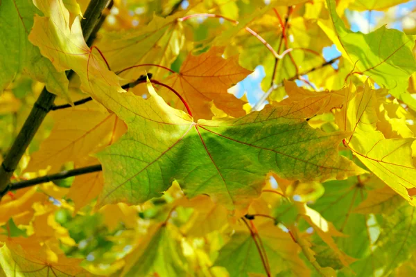 Folha outono amarelo verde — Fotografia de Stock