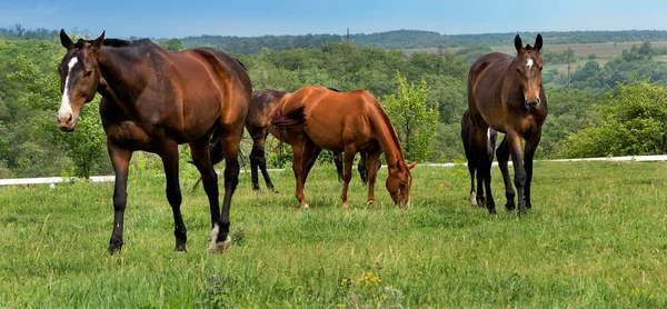 Koně na farmě — Stock fotografie