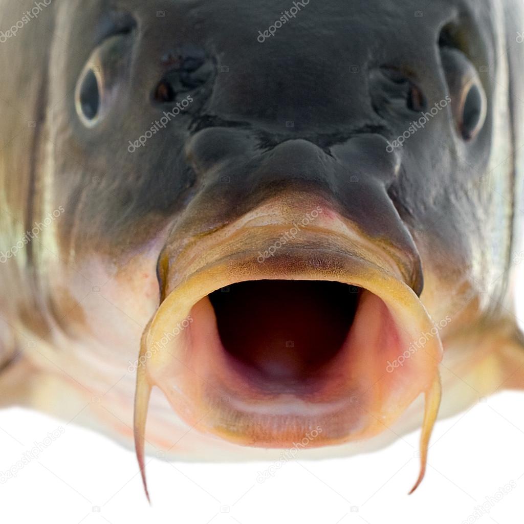 carp fish close up
