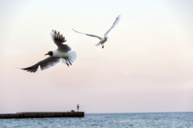 Deniz martı fly