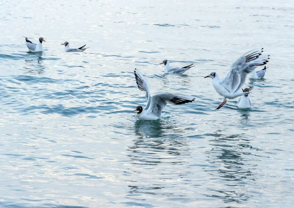 Sea gulls on sea — Stock Photo, Image