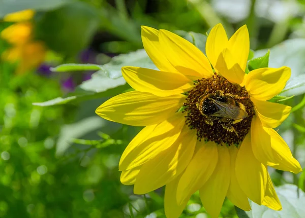 Bee collecting — Stock Photo, Image