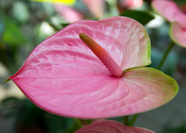 Anthurium — Photo