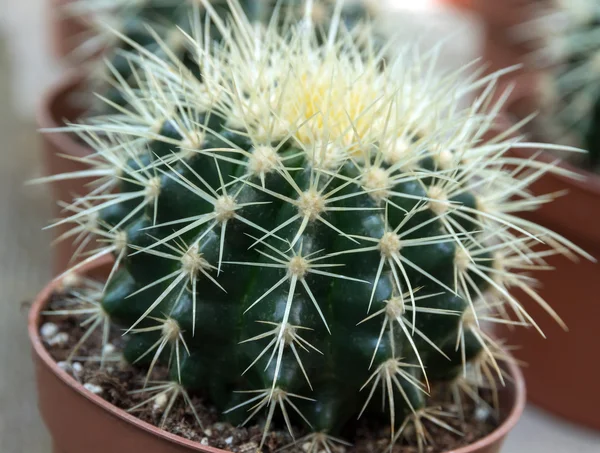 Cactus — Foto Stock