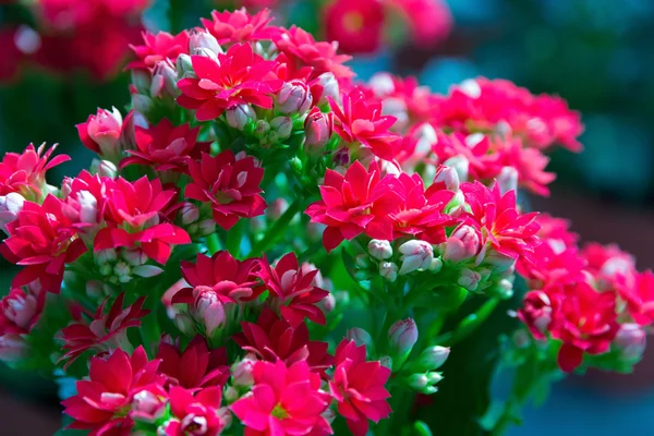 Flowers on the meadow — Stock Photo, Image