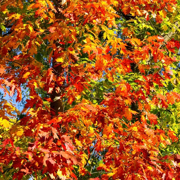 Colores otoñales — Foto de Stock