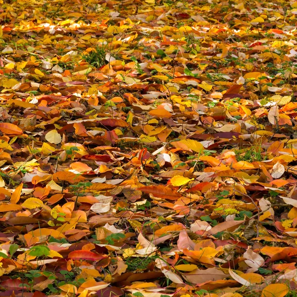 Fogliame nel parco autunnale — Foto Stock