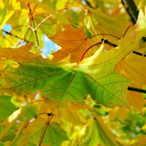 Gelber Ahorn herbstlich — Stockfoto