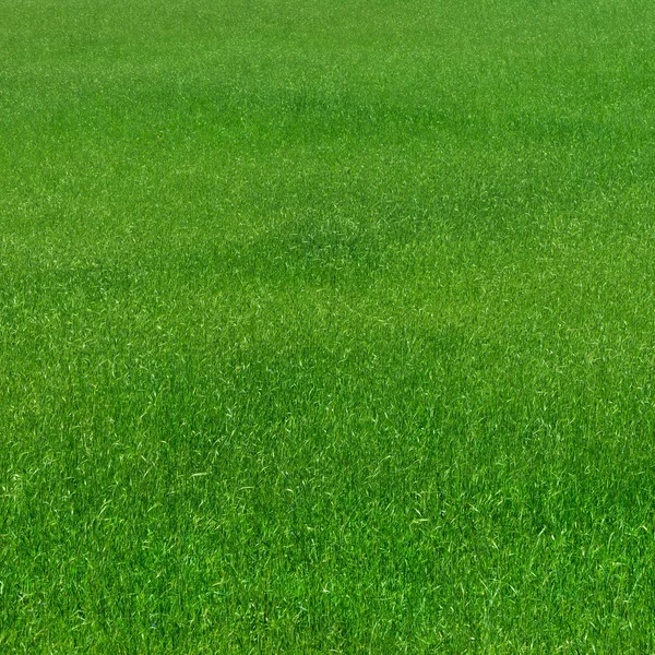 Grass pattern natural — Stock Photo, Image