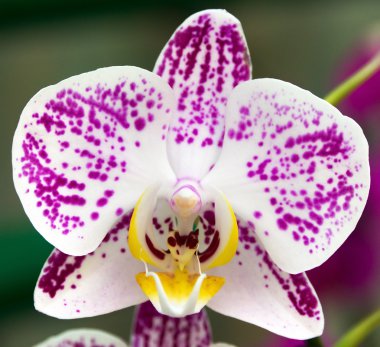 benekli mor orkide çiçeği moru. Bloom 'daki Phalaenopsis Cymbidium Orkideleri. Orkide. Güzel çiçek. Lüks dallı orkide çiçeği Phalaenopsis arka planı.