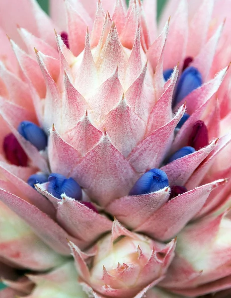 Aechmea Fasciata Bromeliad — стоковое фото