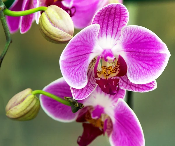Spring purple orchid blossom — Stock Photo, Image