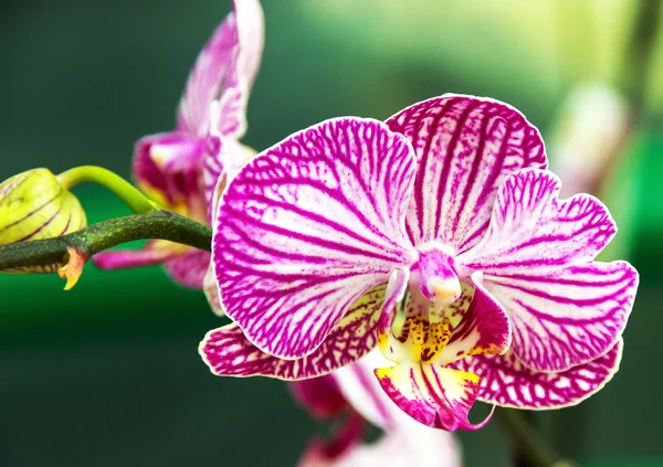 Kopf Orchideenblüte violett — Stockfoto