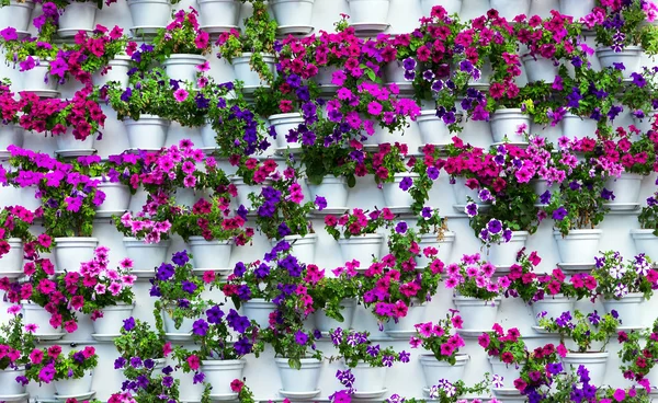 Colore fiore crescita in vaso — Foto Stock