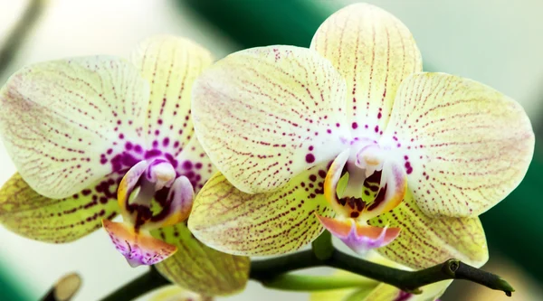 Flor de baunilha de orquídea — Fotografia de Stock