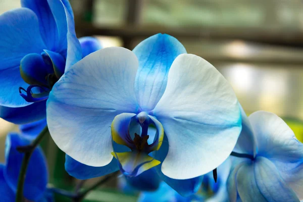 Orchid blue blossom — Stock Photo, Image