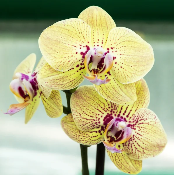 Vanille Orchideenblüte — Stockfoto