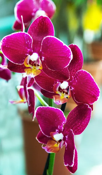 Violette Orchideenblüte. Phalaenopsis Cymbidium Orchideen in Blüte. Orchidee Schöne Blume. Luxuriöse Zweig Orchidee Blume Phalaenopsis Hintergrund. — Stockfoto