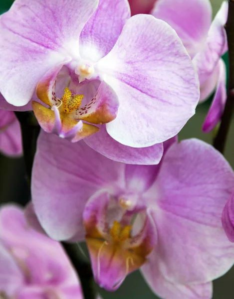 Tavaszi orchidea virág rózsa — Stock Fotó