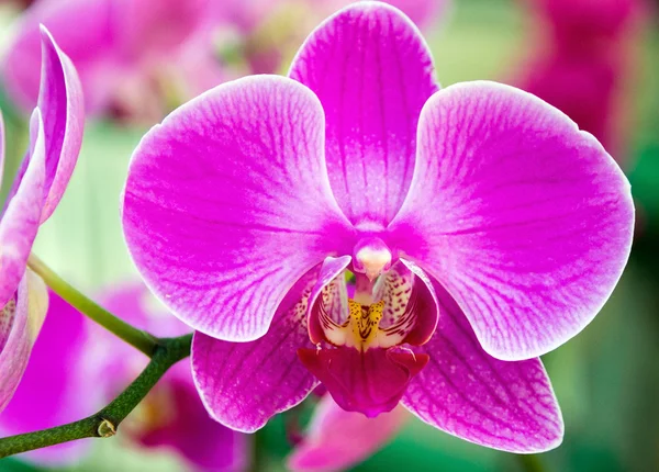 Violette Orchideenblüte — Stockfoto