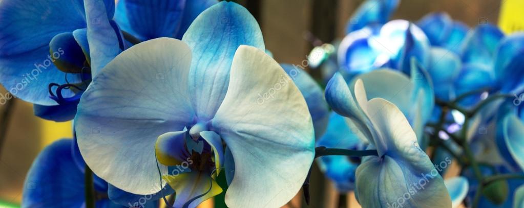 Blaue Orchidee Stockfotografie Lizenzfreie Fotos C Fotoall 29110699 Depositphotos