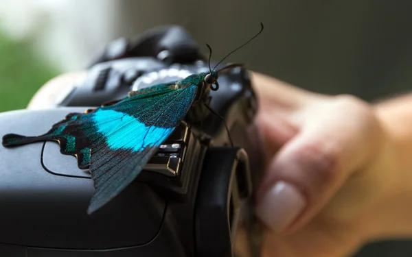 Kelebek tropikal — Stok fotoğraf
