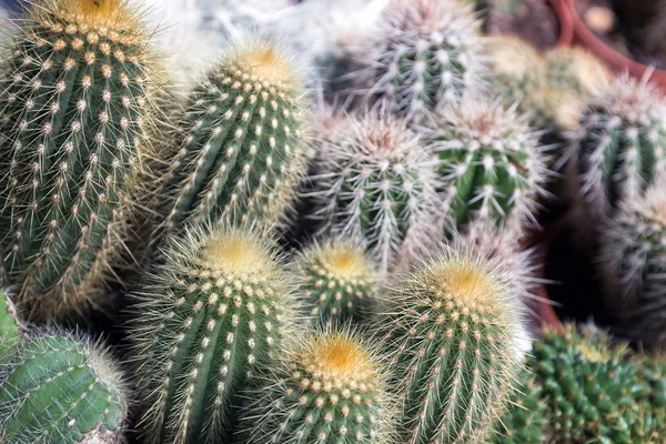 Ensemble de cactus — Photo
