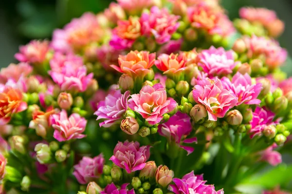 Flowers on the meadow — Stock Photo, Image