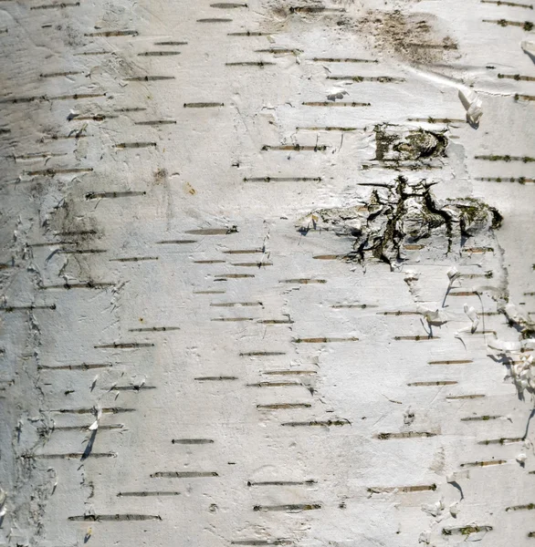 Cortex tree birch — Stock Photo, Image