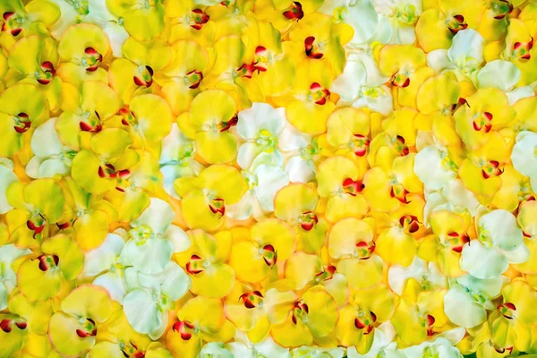 Fondo de orquídea —  Fotos de Stock