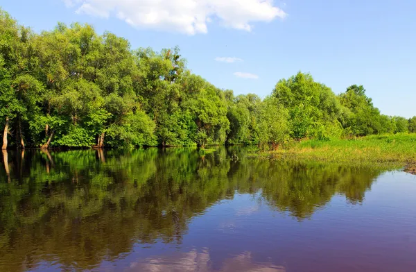 Floden träd sjö — Stockfoto