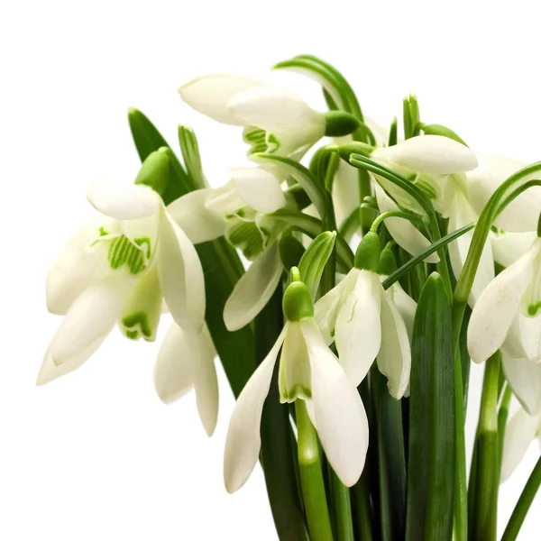 Snowdrops — Φωτογραφία Αρχείου