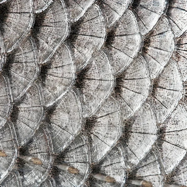 Texture scales fish — Stock Photo, Image