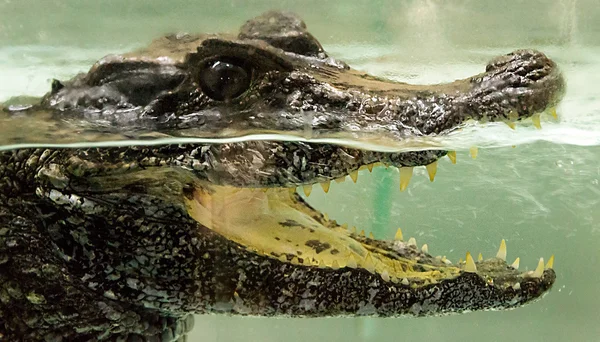 Crocodilo debaixo de água — Fotografia de Stock