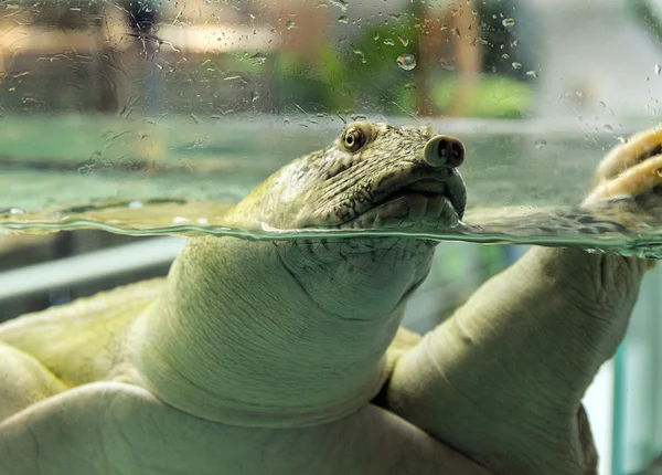 Schildpad trionyx triunguis in het water — Stockfoto