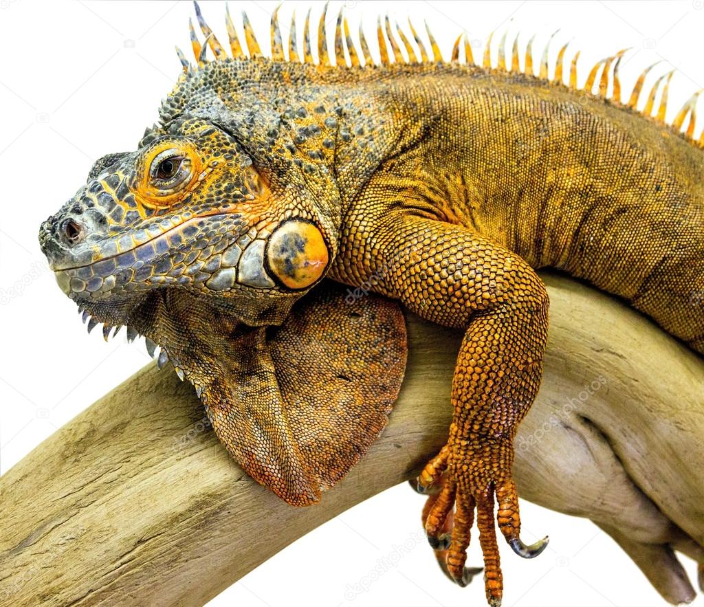 iguana reptile animal