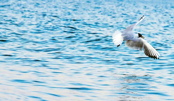 Sea gull on by sea — Stock Photo, Image