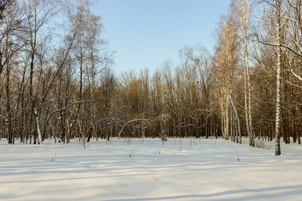 Vinter landskap skog — Stockfoto