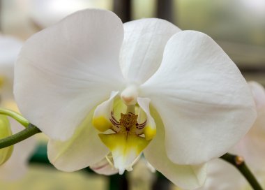 Orkide beyaz